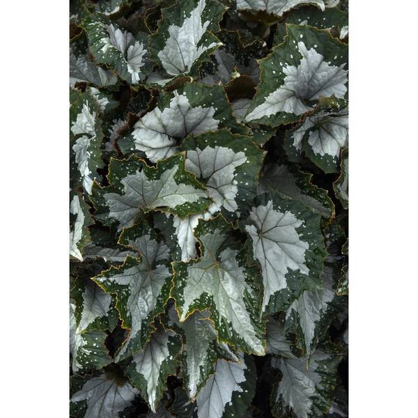 Costa Farms 3 qt. Begonia Jurassic Summer Paradise Croc Annual Plant in ...