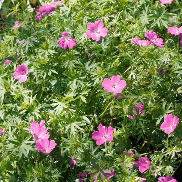 Bareroot Hardy Geranium Pink Carpet Perennial Plant with Pink Flowers (3-Pack)