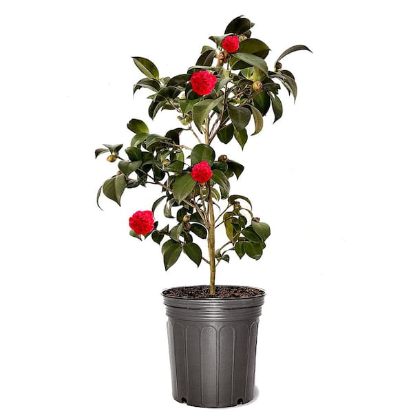 Unbranded 3 gal. Professor Sargent Japonica Camellia with Red Blossoms