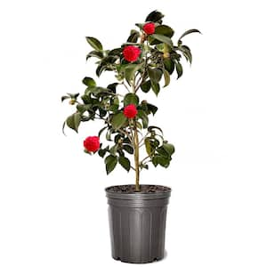 3 gal. Professor Sargent Japonica Camellia, Evergreen Shrub, with Red Blossoms