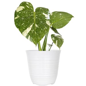 Live Thai Constellation Monstera Exotic Rare Tropical Houseplant in 6 in. White Decor Pot