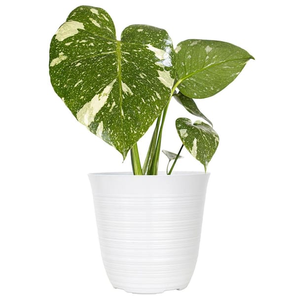 3 Plants Thai Constelations Monstera on sale Culture Baby House Plant Aroid Tropical Indoor Outdoor DHL Express Free Phytosanitary Certificate