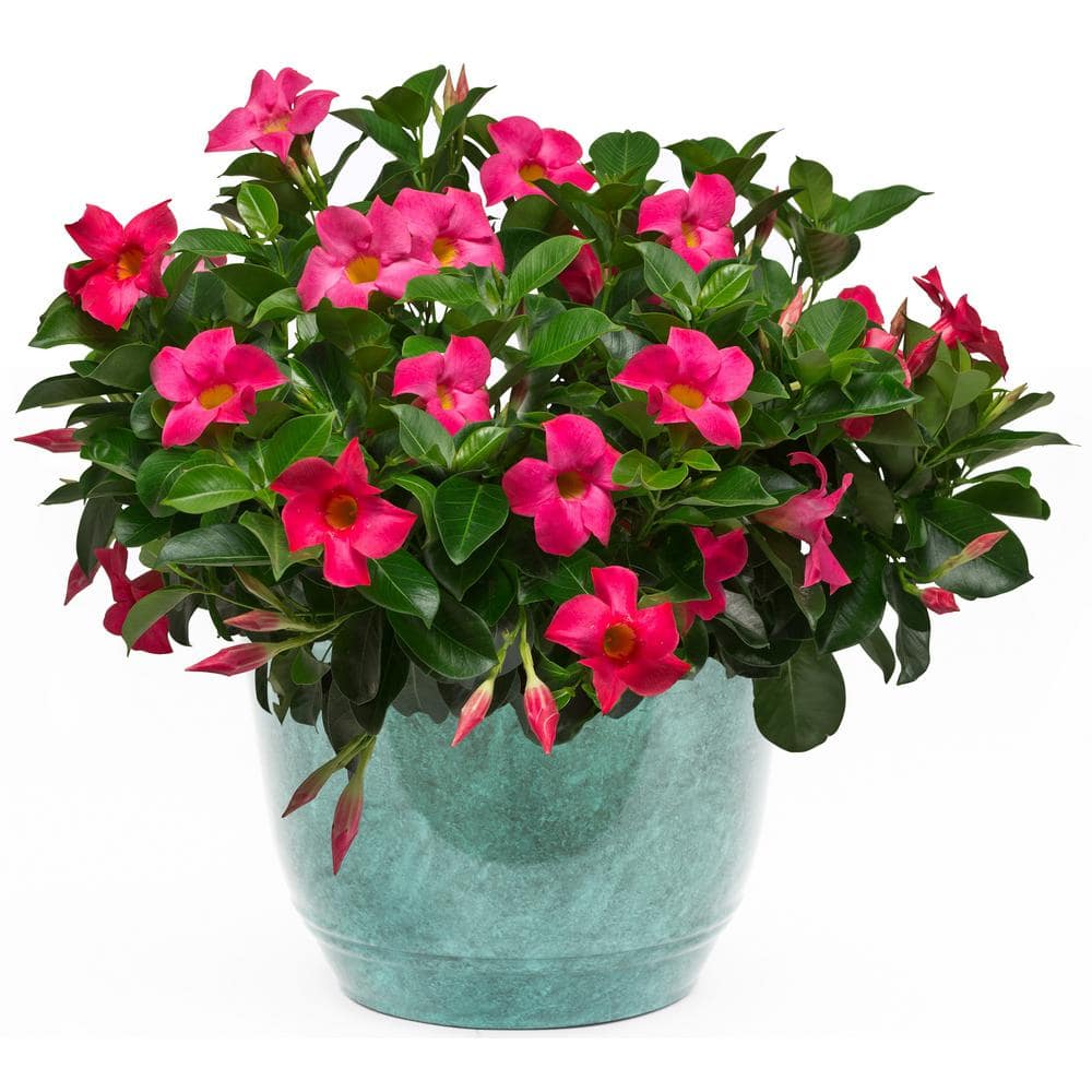 Rio 3.1 Gal. (#12) Patio Upgrade Dipladenia Flowering Annual Shrub with ...