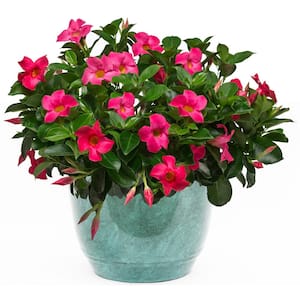 3.1 Gal. (#12) Dipladenia Flowering Annual Shrub with Assorted Colored Blooms