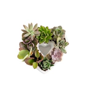 Mini Indoor Succulent DIY Kit in White Heart Ceramic Pot, Avg. Shipping Height 6 in. Tall