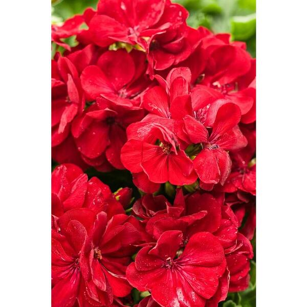 PROVEN WINNERS Boldly Dark Red Geranium (Pelargonium) Live Plant, Red Flowers, 4.25 in. Grande