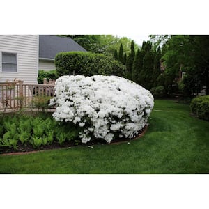 1 Gal. Delaware Valley White Azalea Live Flowering Evergreen Shrub, White Flowers
