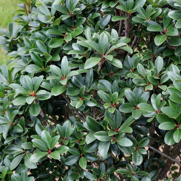 Cleyera Japonica (Japanese Cleyera, Sakaki) North Carolina, 49% OFF