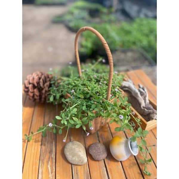 Zeus & Ruta Phyla NodifloraTolerent Pet-Safe Spreading with More than 20 Branches