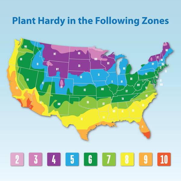 ALTMAN PLANTS - Dusty Miller Silvery-Grey Outdoor Foliage Garden Annual Plants in 4 in. Grower Pots (4-Pack )