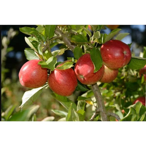 Online Orchards Dwarf Honeycrisp Apple Tree Bare Root Apple - The Home Depot