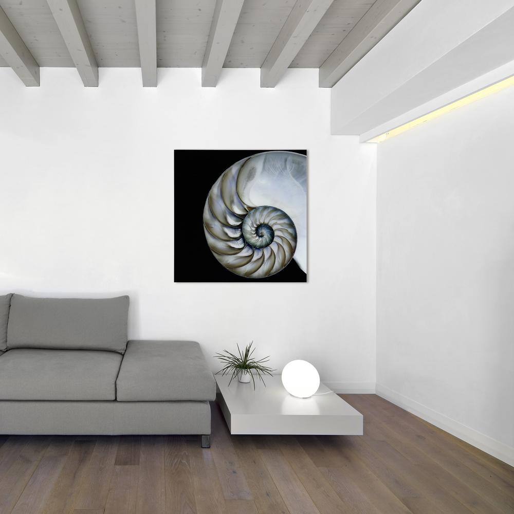 "36 in. x 36 in. ""Pearly Nautilus"" Frameless Free Floating Tempered Glass Panel Graphic Wall Art" price history on PriceWatchPro