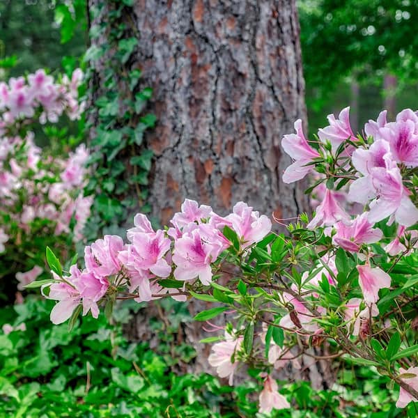 Perfect Plants 3 Gal. George Tabor Azalea Flowering Shrub (2-Pack