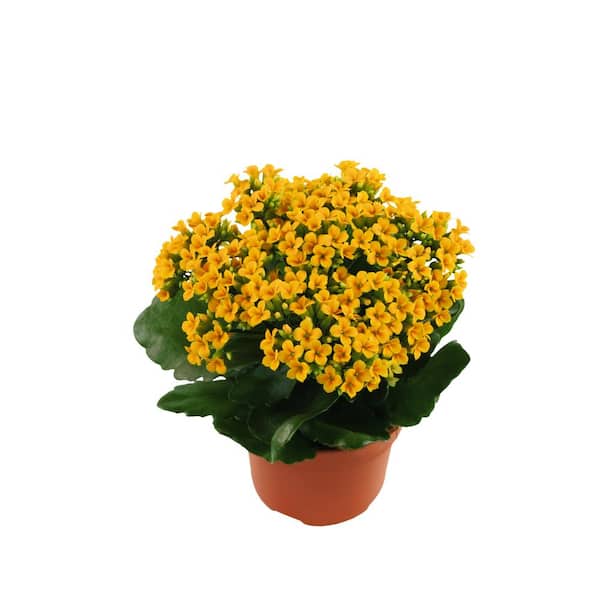 Costa Farms Yellow Kalanchoe Outdoor Flowers in 1 Qt. Grower Pot, Avg. Shipping Height 10 in. Tall (4-Pack)