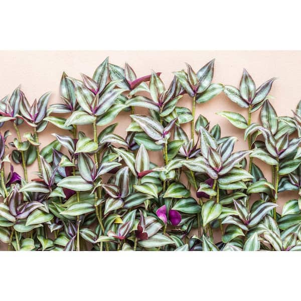 1.38 Pt. Spiderwort Inch Tradescantia Plant in 4.5 in. Grower's Pot (4-Plants)