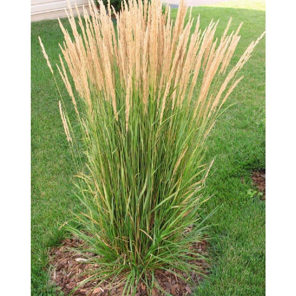 Common Reed Grass | lupon.gov.ph
