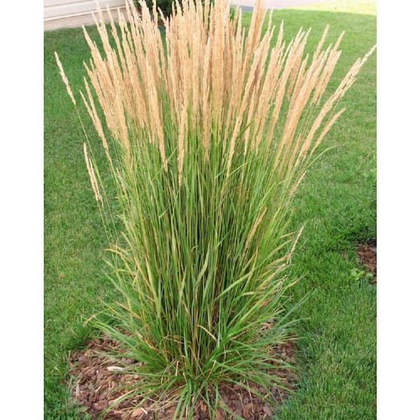 Online Orchards 1 Gal. Avalanche Feather Reed Grass - Lovely Tall, Variegated Ornamental Grass Perfect for Borders and Accents