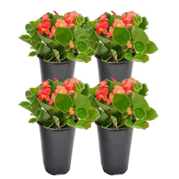 Costa Farms Red Begonia Outdoor Flowers in 1 Qt. Grower Pot, Avg ...