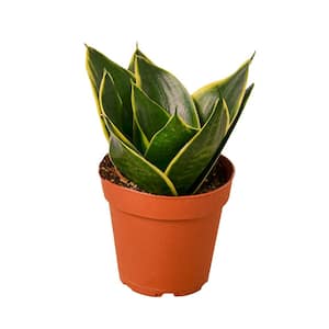 Snake Plant Emerald Star (Sansevieria Hahnii) Plant in 4 in. Grower Pot