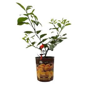 1 Gal. Improved Meyer Lemon Tree Live Tropical Tree with White Flower to Yellow Fruit (1-Pack)