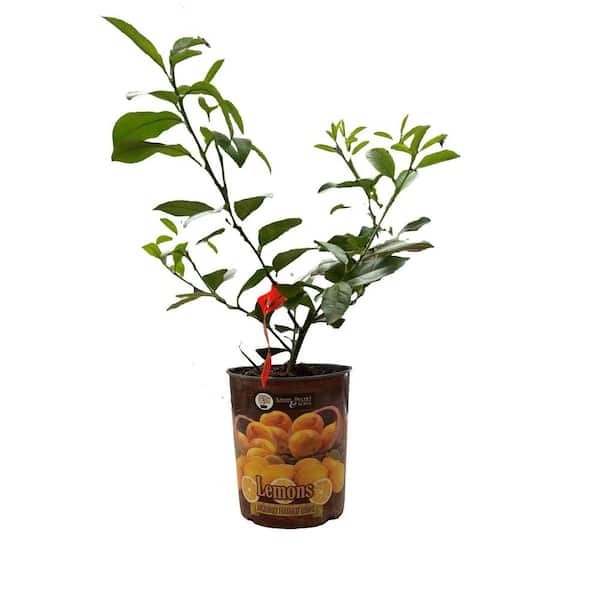 NK 11 in. H X 22 in. W Plant Pot Seed Starter 1 pk