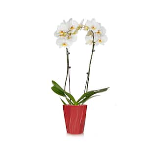 White 5 in. Holiday Orchid Plant in Ceramic Pot (2-Stems)