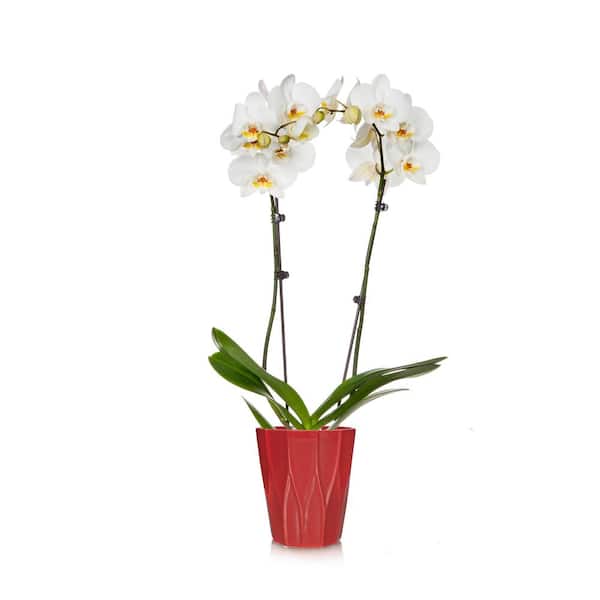 Just Add Ice White 5 in. Holiday Orchid Plant in Ceramic Pot (2-Stems)