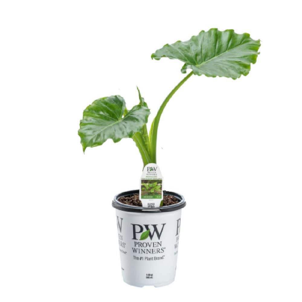 proven-winners-annual-flowers-