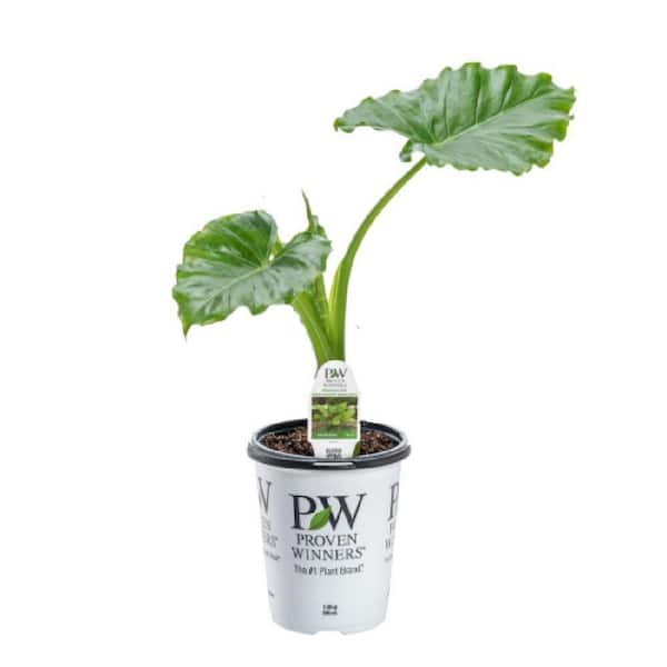 4.5 in. qt. Emerald Isle Elephant Ear (Alocasia Hybrid) Live Annual Plant with Emerald Green Foliage
