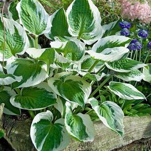 2.5 Qt. Hosta White Edge Leaf Plant in 6.3 In. Grower's Pot (4-Packs)