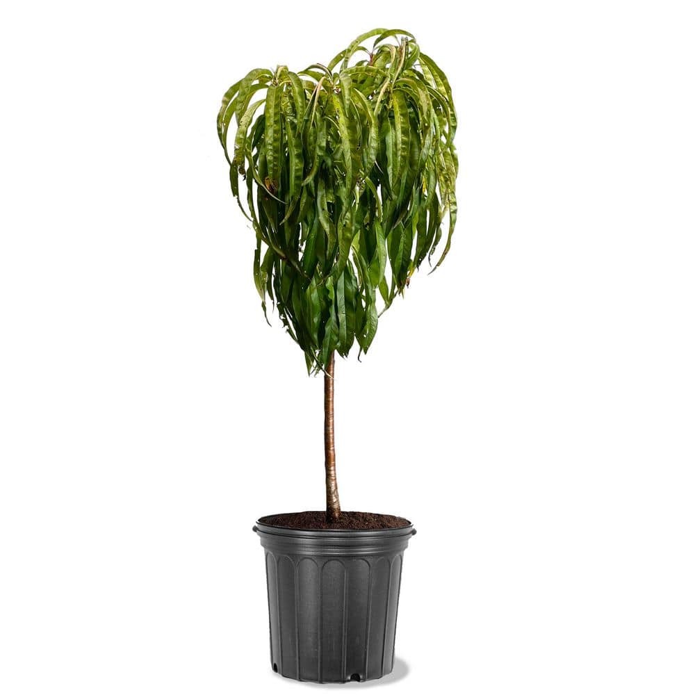 7 gal. Bonanza Peach Fruit Tree PCHBNZ07G - The Home Depot