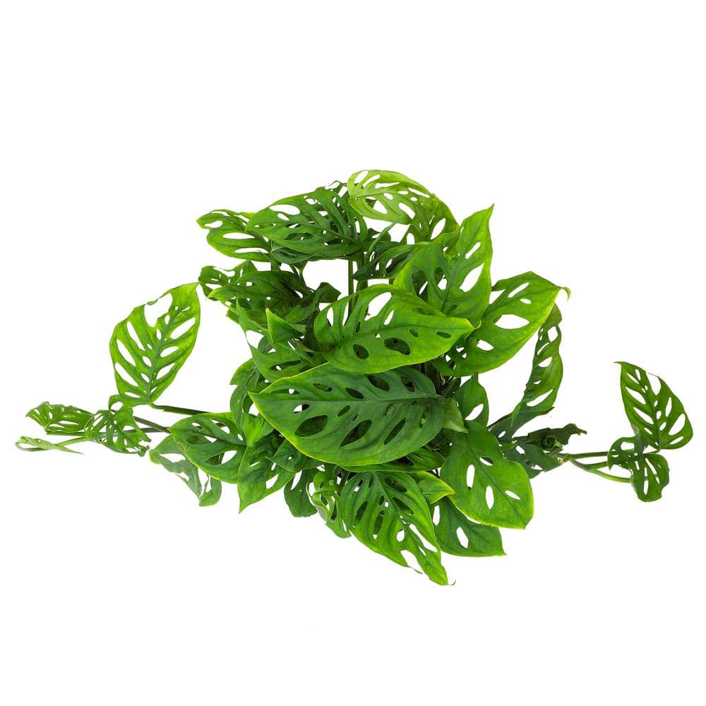 6-Inch Monstera Swiss Cheese Vine Hanging Basket