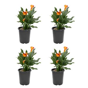 2.5 Qt. Perennial Calla Lily Orange (4-Pack)