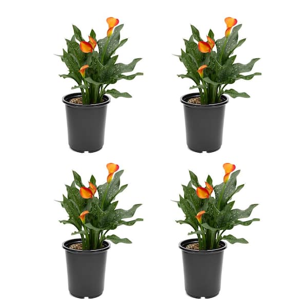 Unbranded 2.5 Qt. Perennial Calla Lily Orange (4-Pack)