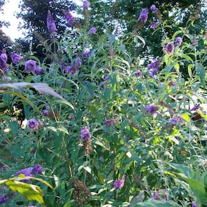3 Gal. Black Knight Butterfly Bush with Purple Flowers
