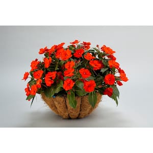1 Qt. Compact Orange SunPatiens Impatiens Outdoor Annual Plant with Orange Flowers in 4.7 in. Grower's Pot (4-Plants)