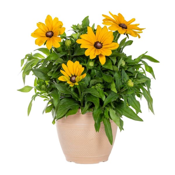 1.75 Gal. Sunbeckia Paulina Rudbeckia Black-Eyed Susan Planter Yellow Perennial Plant