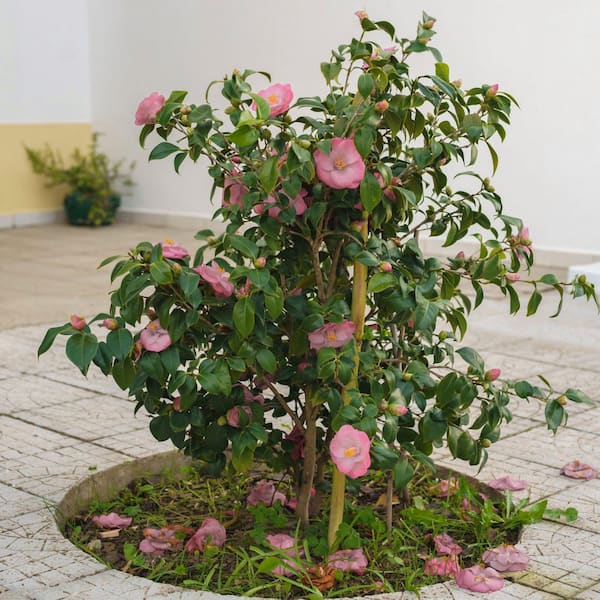 efeu hedera helix kaufen Gemeiner Efeu (Hedera helix) | 100-125 cm im Topf