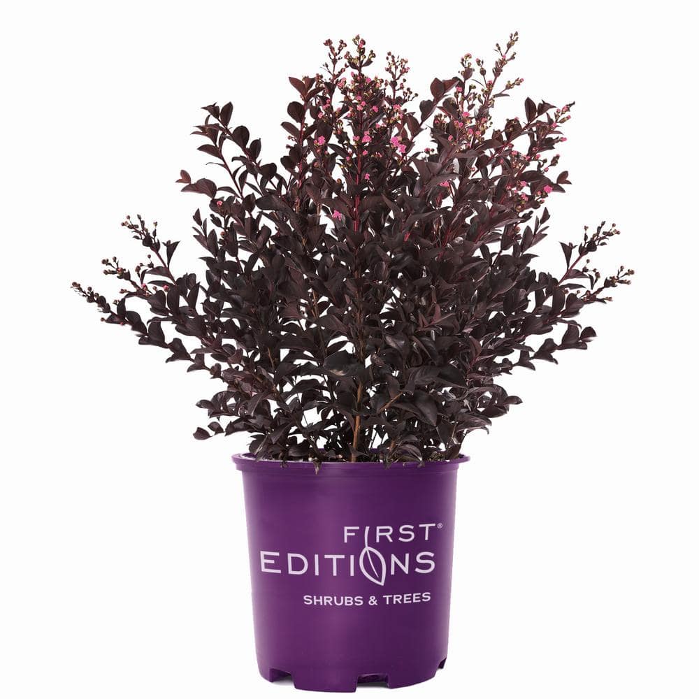 2 Gal. Shadow Magic Crape Myrtle Flowering Shrub with Dark Leaves and Dark Pink Flowers price history on PriceWatchPro