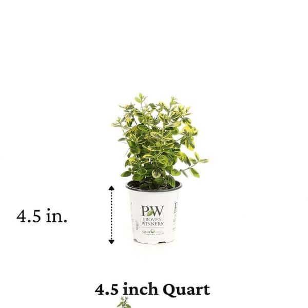 PROVEN WINNERS - 4.5 in. Qt. Gold Splash Wintercreeper (Euonymus) Live Evergreen Shrub, Green and Yellow Foliage