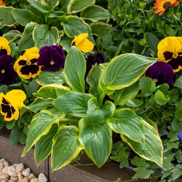 1.5 Pt. Hosta So Sweet Green Perennial Plant (5-Pack)