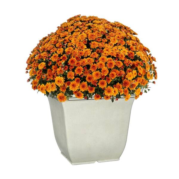 Vigoro 17.7 in. Franklin Large White Resin Square Planter