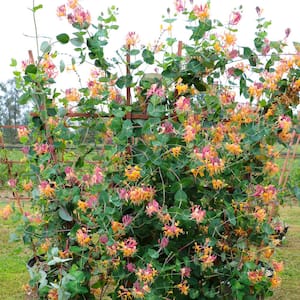 2.5 qt. Honeysuckle Lonicera Serontina Plant (1-Piece)