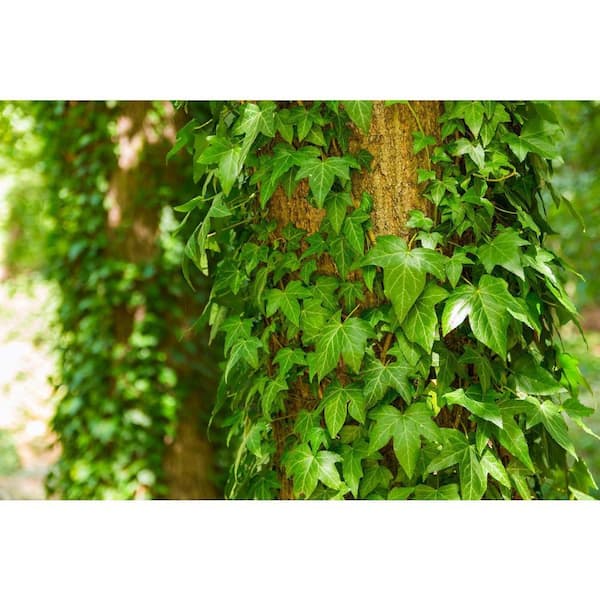Wekiva Foliage Green English Ivy-Live Plant in a 3 Inch Pot-Hedera
