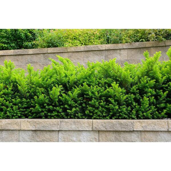 Online Orchards 1 Gal. Dense Spreading Yew Shrub this