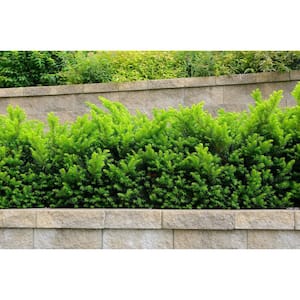 1 Gal. Dense Spreading Yew Shrub this Classic Massive Shrub can Now be Used as a Small Specimen Plant