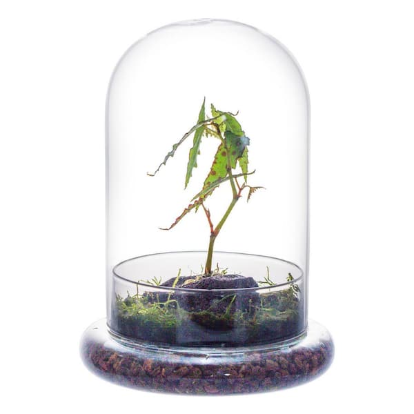 5.9 in. x 5.9 in. x 8.2 in. Glass Cloche Dome with Air Hole and Base, Clear Terrarium Planter for Carnivorous Plants