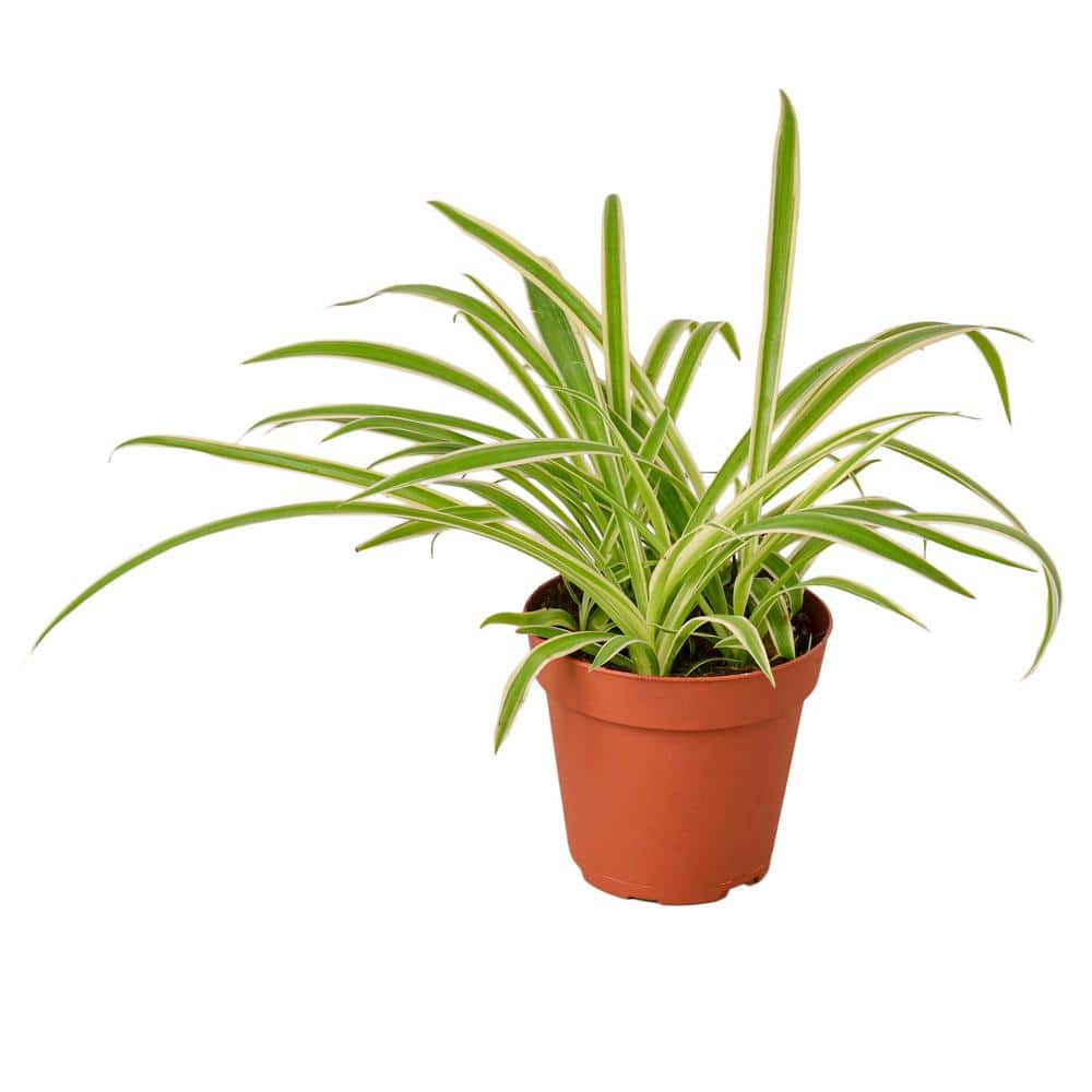 Spider plant, Chlorophytum comosum – Wisconsin Horticulture