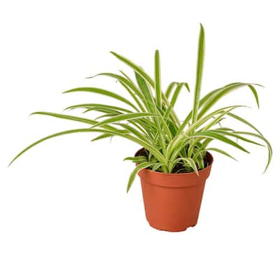 Spider Plant Reverse (Chlorophytum comosum variegatum) Plant in 4 in. Grower Pot