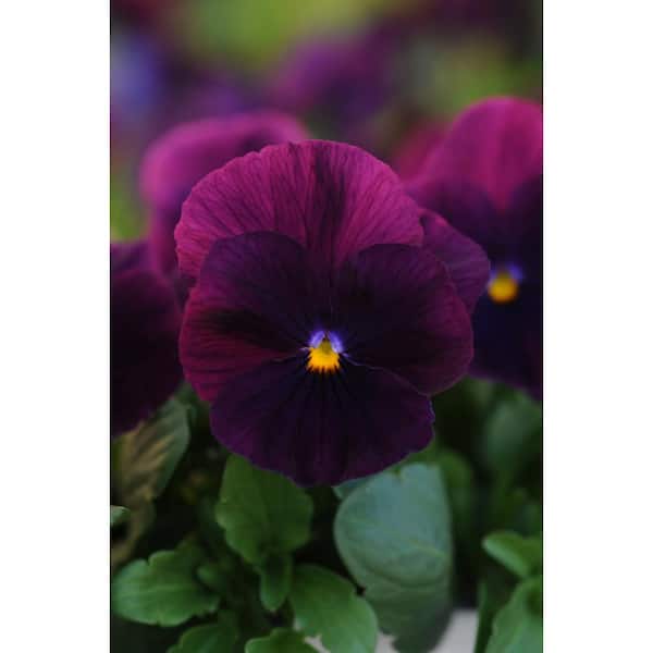 BELL NURSERY 1.25 Qt. Purple Pansy Live Plant
